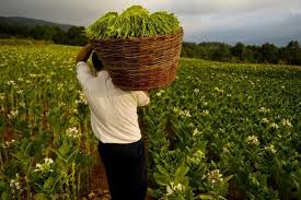 Dengan operasinya yang bcrsifattbb order, industri karung. Banyaknya Kementerian Terlibat Hambat Pengembangan Industri Hasil Tembakau