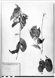 Image result for Malouetia mildbraedii