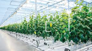 Hydroponic Crop Safety and Compliance: Essential Guidelines for Greenhouse Growers