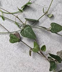 Image result for Ceropegia stenifolia