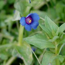 Image result for Anagallis barbata