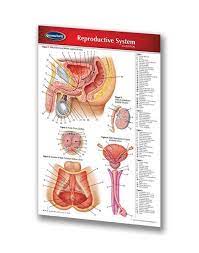 Reproductive System Study Guide Pocket Size Quick Reference