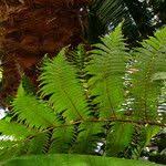 Image result for Deparia boryana