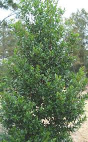 I also posted on the clematis forum to see if there is an evergreen clematis for zone 7 other than the monster armandii. 12 Evergreens Plants For Zone 7 Ideas Evergreen Plants Plants Evergreen