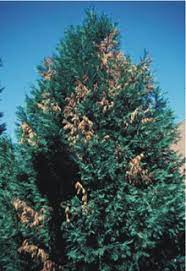 However, cypress trees suffer from a few types of deadly fungal infections, namely the fungal disease seiridium canker (seridium unicorne). Diseases Of Leyland Cypress In The Landscape Uga Cooperative Extension