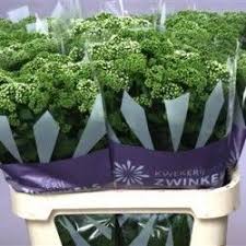 Hyp I Mag Pink Giant Vertakt Flori Taiate De Vanzare Floral Design Plants Pink