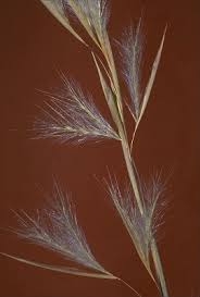 Image result for Andropogon fastigiatus