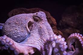 11 Octopuses Caught In The Act Of Being Awesome Octopus Animal Antics Cephalopod