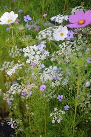 Ethereal Wildflowers Cosmos Queen Anne S Lace And Agrostemma Corn Cockle Tips For Planting Wildflowers Arti Wildflower Garden Beautiful Flowers Plants