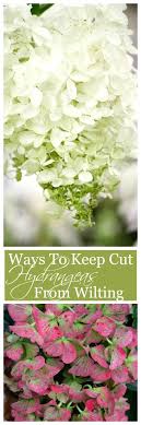 If you're cutting roses from your own rosebush to display indoors, cut them as early as possible in the morning, before it gets hot outside. How To Keep Cut Hydrangeas From Wilting Stonegable