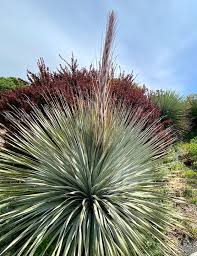Odkryj small spiky plants covered water droplets stockowych obrazów w hd i miliony innych beztantiemowych zdjęć stockowych, ilustracji i wektorów w kolekcji shutterstock. Xeriscape Dry Sun Garden North Carolina Extension Gardener Plant Toolbox