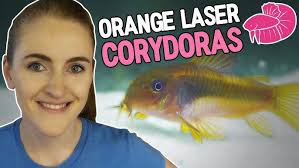 Orange Laser Corydoras and Lots of Baby Bettas