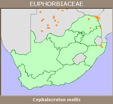 Image result for Cephalocroton mollis