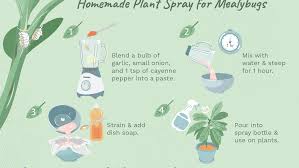 Simple, highly toxic, broad spectrum chemicals; How To Get Rid Of Mealybugs On Plants