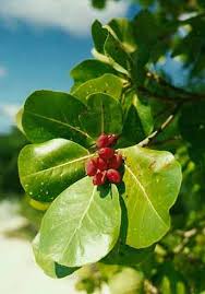 Image result for Terminalia stuhlmannii