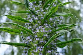 Image result for Echium