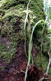 Image result for Loxogramme abyssinica