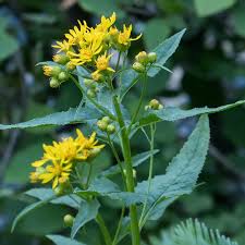 Image result for Senecio consanguineus