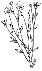 Black And White Line Art Plant Clipart Lavender Clipart Black And White 13 1431 X 2400 Drawings Coloring Pages Vector Drawing