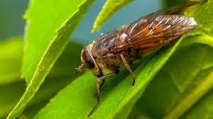 How To Get Rid Of Horse Flies And Avoid Their Bite Diy Trap Instructions