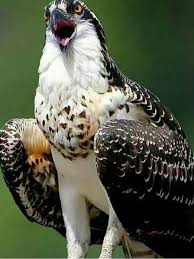 Birds Of Prey Animals Pin By Terri Walters On Awesome Pic Birds Birds Of Prey Animals Beautiful