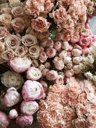 Download and use 800+ peony stock photos for free. 800 Best Peony Photos 100 Free Download Pexels Stock Photos