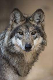 F1219 Cinderella Mexican Gray Wolf Mexican Gray Wolf Mexican Wolf Wolf Dog
