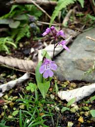 Image result for Cynorkis kassneriana