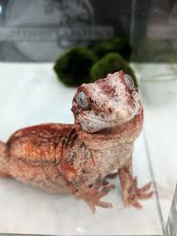 Red Gargoyle Gecko By Nightshift Exotics The Wasatch Reptile Expo Reptile Expo Gargoyle Gecko Cute Reptiles