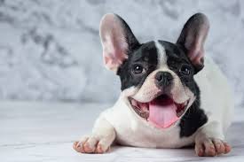 In my experience with pit bulls (all rescue so exact breeding unknown and i don't claim to be an expert at all), they tend to be very people oriented dogs. What Do French Bulldog Puppies Cost In The Us Dogexpress