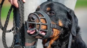The rugged rottie is dependable and hardworking. Biss Attacken Neubrandenburger Problem Rottweiler Ins Tierheim Gebracht Nordkurier De
