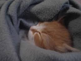 Eksi Duyuru Yolculuk Icin Kedi Uykusu Capsli