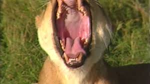 The chevrotain is an animal that looks like a tiny deer with fangs. Lion Facts For Kids Fun Facts About Animals For Children Youtube