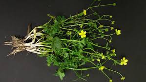 Maybe you would like to learn more about one of these? Weeds Nc State Extension
