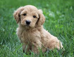 Check spelling or type a new query. Cavapoos Vs Mini Goldendoodles