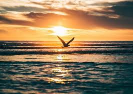 هل سألت نفسك مع شروق الشمس متى ستشرق أنت Have You Asked Yourself With The Sunrise When You Will Shine Sunset Celestial Sun