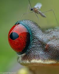 Image result for Blepharis stuhlmannii