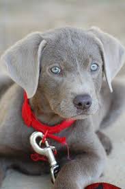 There are plenty of dogs that will express the dilute gene in chocolates. The Magic Of The Internet Cute Animals Silver Lab Puppies Weimaraner Puppies
