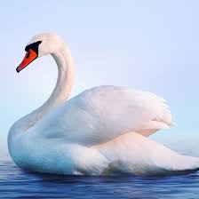 Endurance to overcome, great emotional courage, provider to all. The Spirit Animal That Best Represents Your Zodiac Sign Yourtango