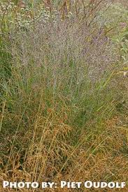 Image result for Panicum eickii