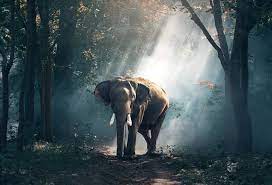Balade à dos d'éléphant à kanchanaburi: Balades A Dos D Elephant En Thailande Une Activite A Eviter Toute La Thailande