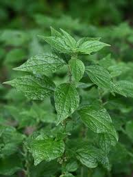 Image result for Parietaria