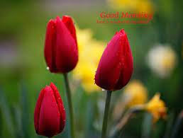 Lovely Good Morning Pictures With Nature Wallpaper Nature Flowers Flower Seeds Red Tulips