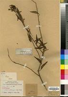Image result for Maerua aethiopica