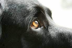 Dog Vision Can Dogs See Color Or In The Dark Dogtime Dogs Black Dog Dog Health