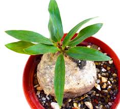 Image result for Raphionacme lanceolata