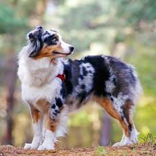 See photos of cute puppies in your area at local shelters. The Smartest Dog Breeds Daily Paws