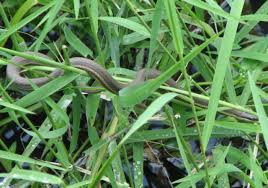 Another somewhat common species of snake found on the midwest and east coast are hognosed snakes (heterodon species). Snake Species Of Ohio At A Glance Trekohio