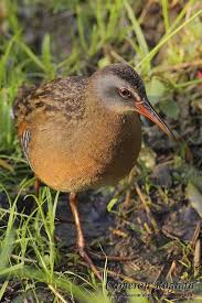 Birds Native To Virginia Beach Virginia Rail World Birds Aquatic Birds Pet Birds