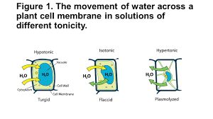 Jul 29, 2021 · animal cell when placed into a hypertonic solution / what happens to animal cells if they are put in a hypotonic solution quora / check spelling or type a new query. Osmosis In A Plant Cell Ppt Video Online Download